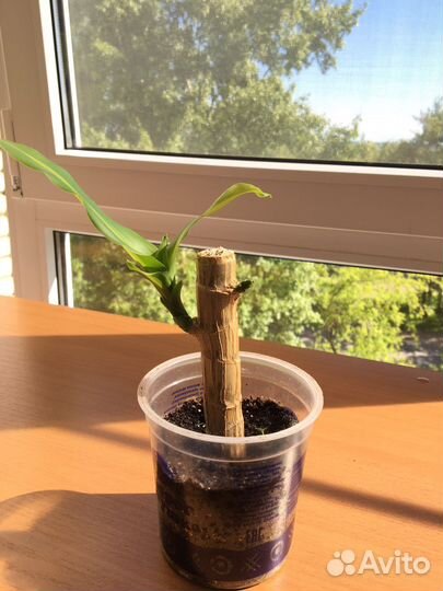 Комнатные цветы: драцена, толстянка, фикус бендж