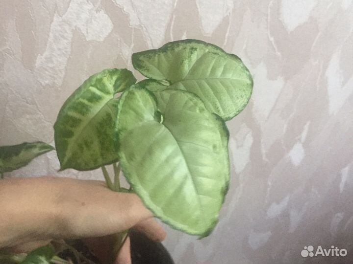 Сингониум White Butterfly