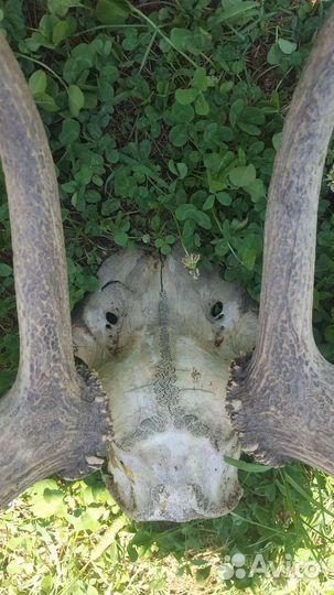 Рога оленя