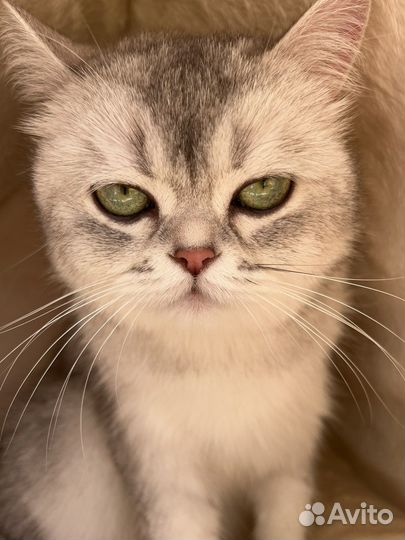 Британская кошечка на вязку