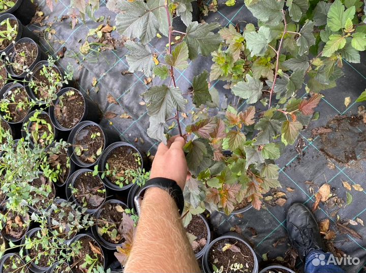 Растения Пузыреплодник калинолистный Диабло