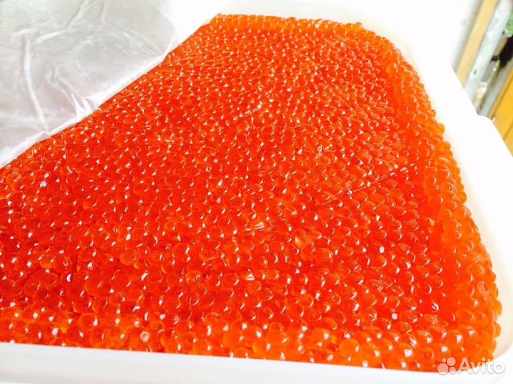 Красная икра кета 2023г