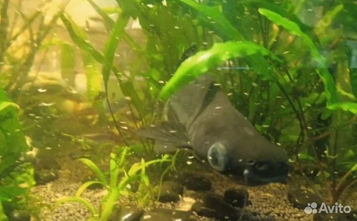 Обменяю акулу