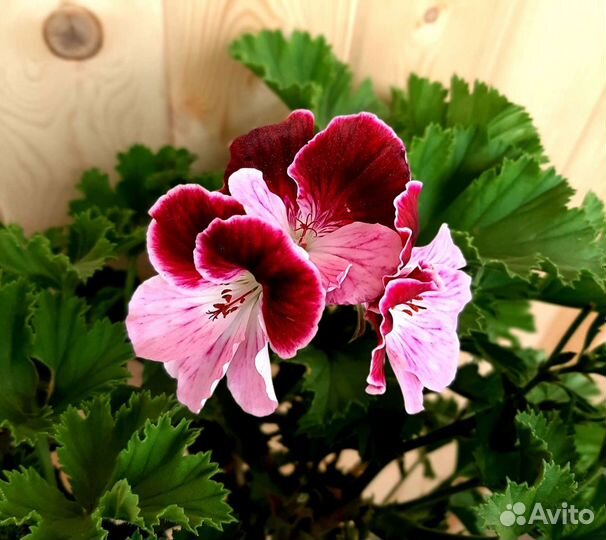 Пеларгонии сортовые