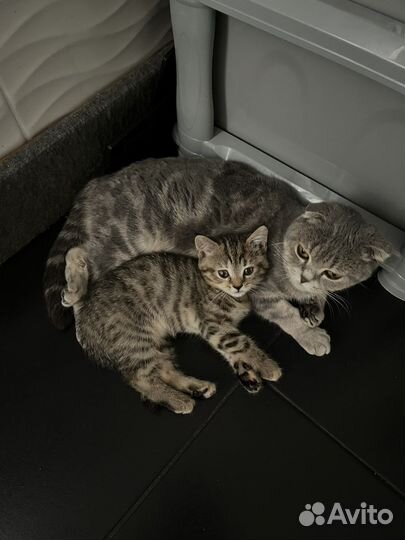 Шотландская кошечка