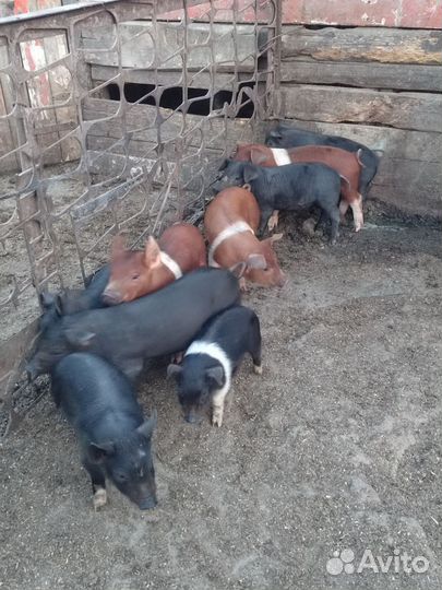 Продам поросят