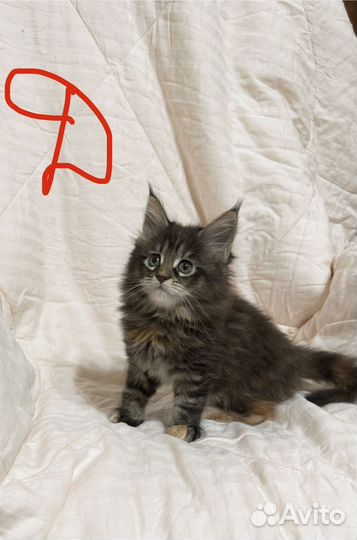 Котята мейн-кун