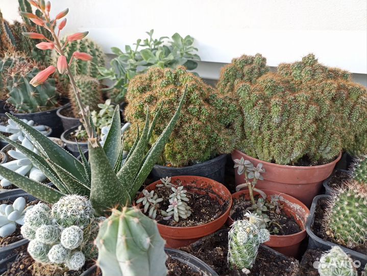 Кактусы и суккуленты