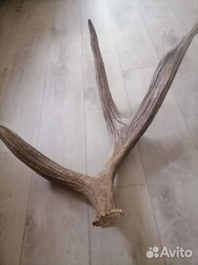 Продам рога лося