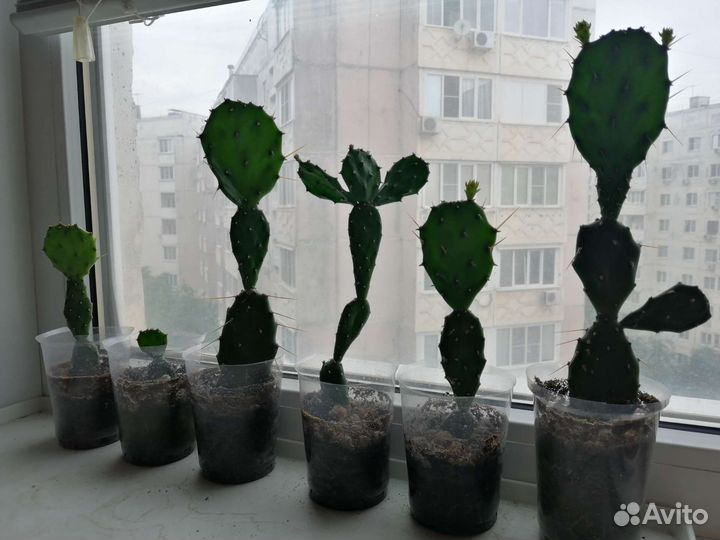 Кактус опунция отводки