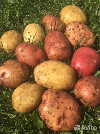 Продам картофель
