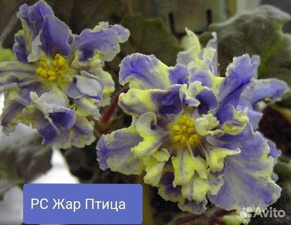 Детки сортовых фиалок