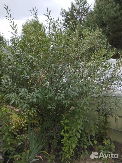 Побеги миндаля