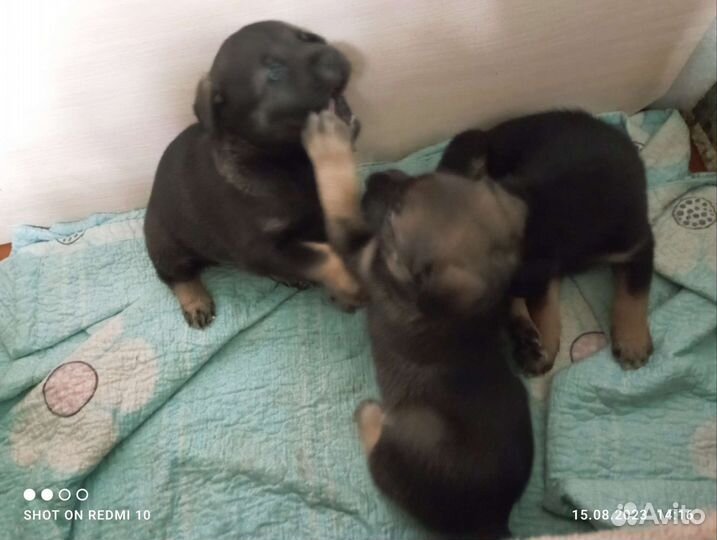 Щеночки в добрые руки