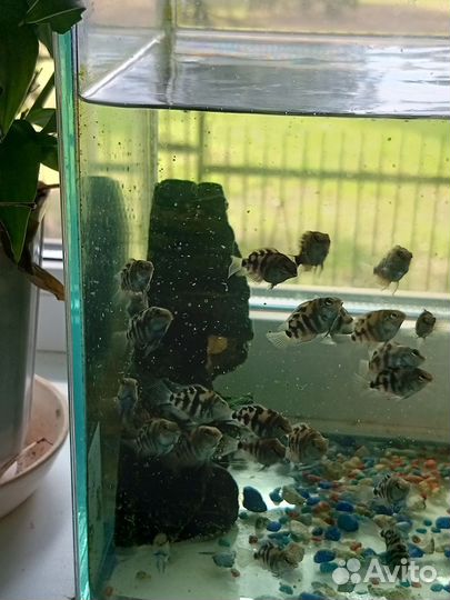 Рыбки Попугаи