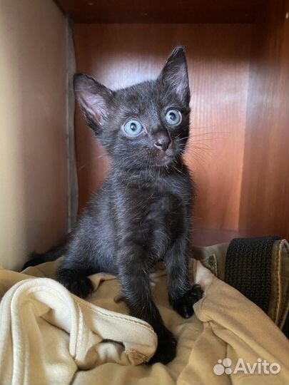 Котята сфинкс браш