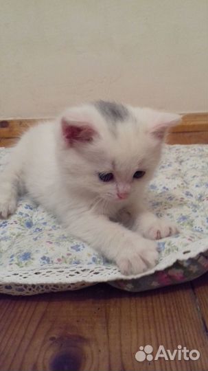 Отдам котенка в добрые руки