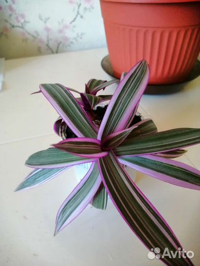 Традесканция трехцветная