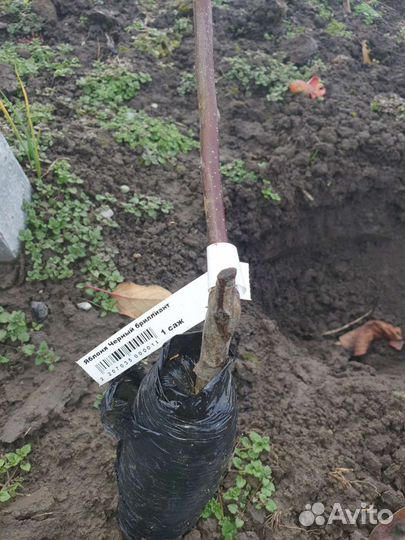 Саженцы яблони (vip cорт)