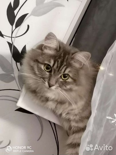 Передержка кошек, котов