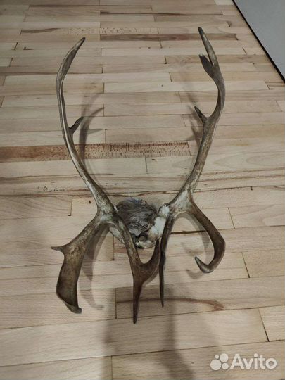 Продам рога оленя