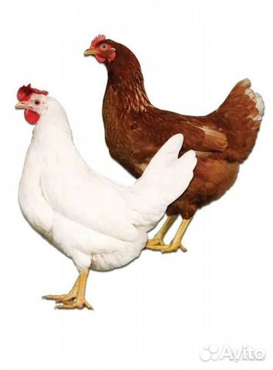 Куры молодки несушки