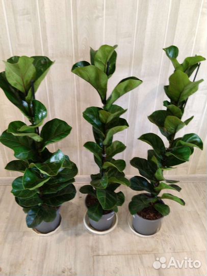 Фикус лирата бамбино 19/100