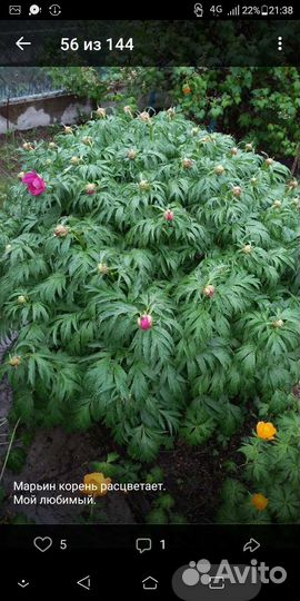 Семена. Марьин корень. (Пион уклоняющийся)