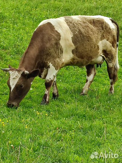 Корова дойная