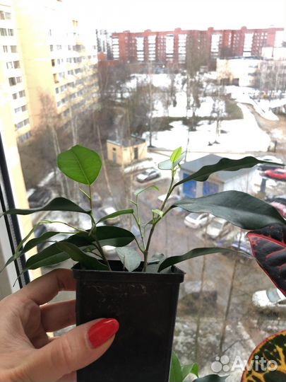 Фикус бенджамина