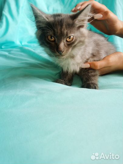 Котенок Смоки мраморный дым ищет семью