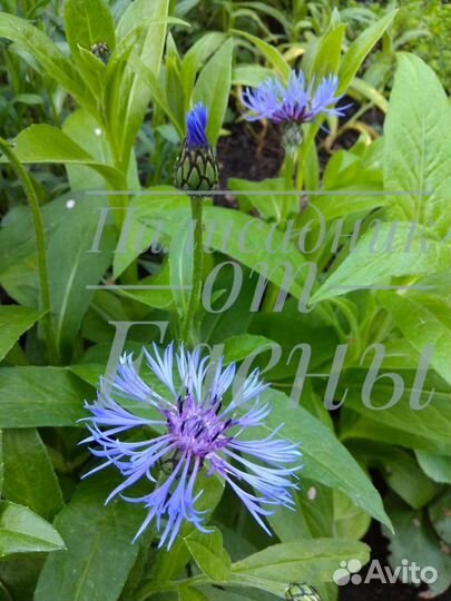 Многолетники для сада цветы