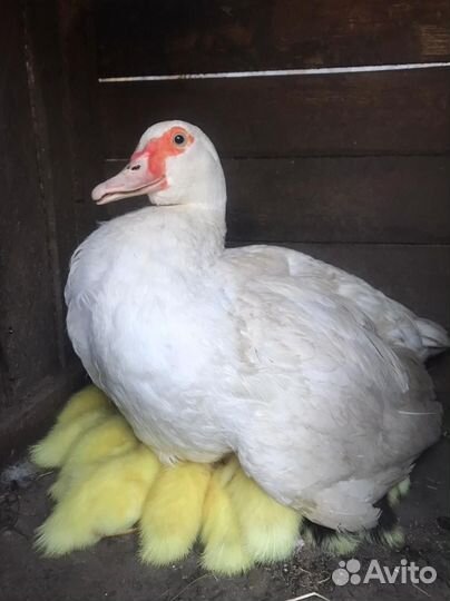 Продажа домашней птицы
