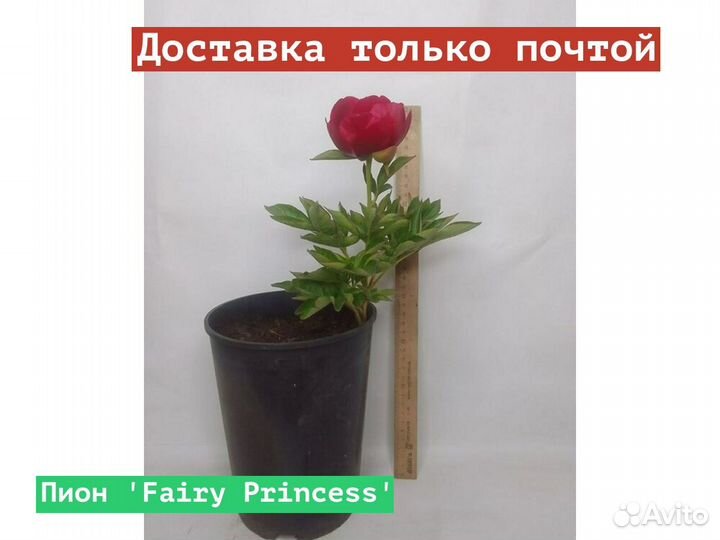 Пион Fairy Princess