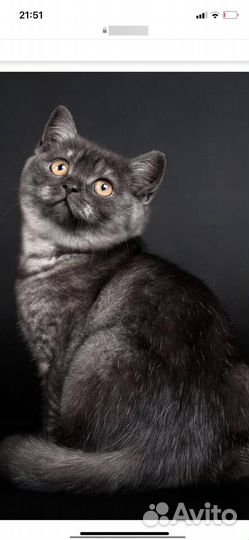 Британская шиншилла