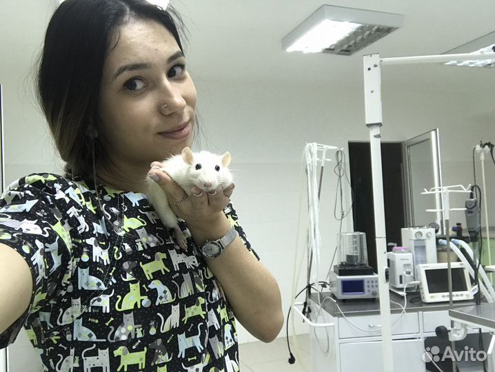 Передержка собак/грызунов