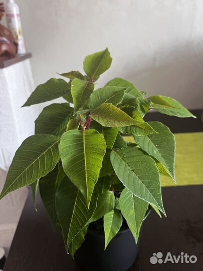 Пуансеттия