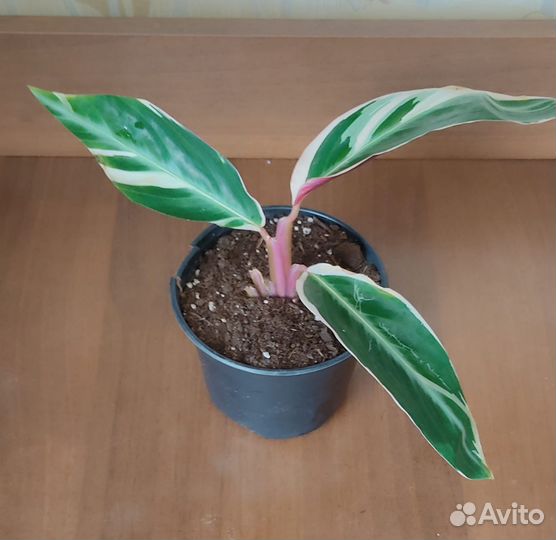 Строманта Триостар