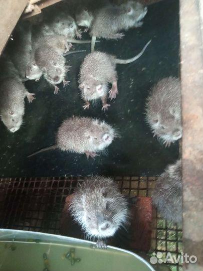 Нутрии на откорм