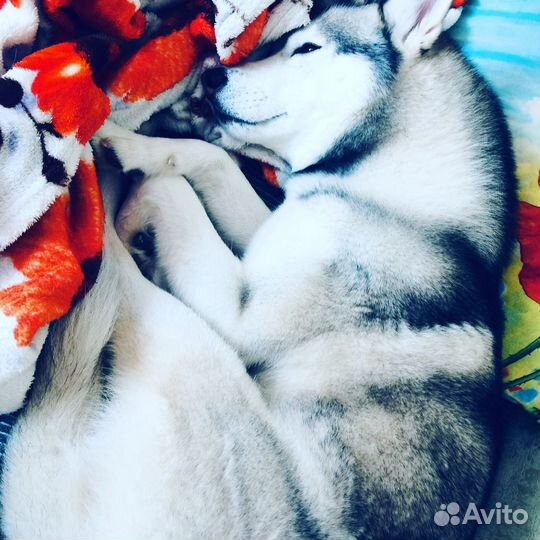 Вязка кобель