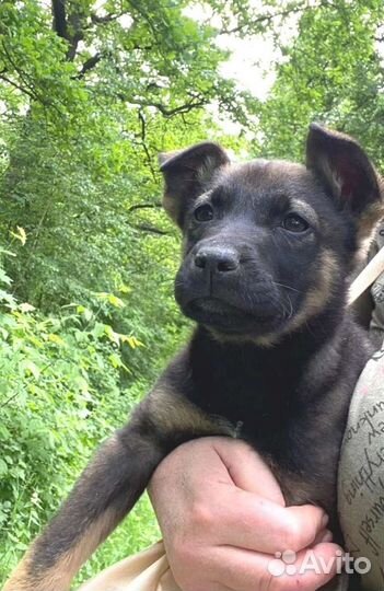 Щенок девочка