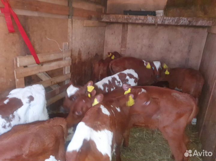 Телята доставка бесплатно