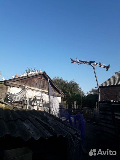 Продажа голубей