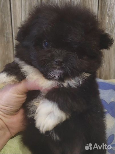 Мини пом фризе