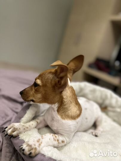 Джек рассел терьер щенок