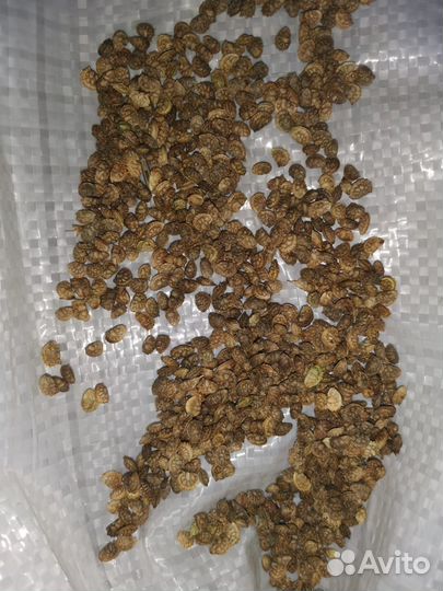 Семена эспарцета