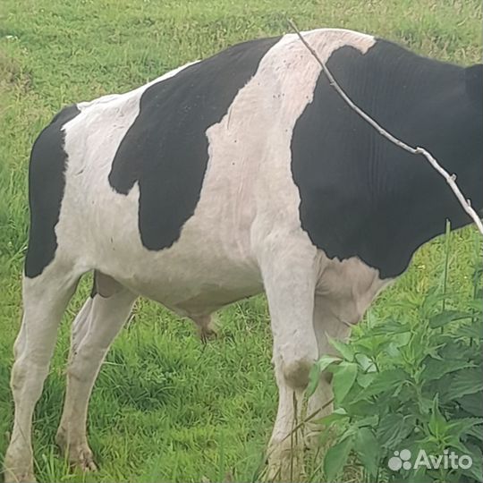 Корова телка и бык