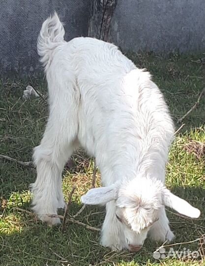 Козы и козлята