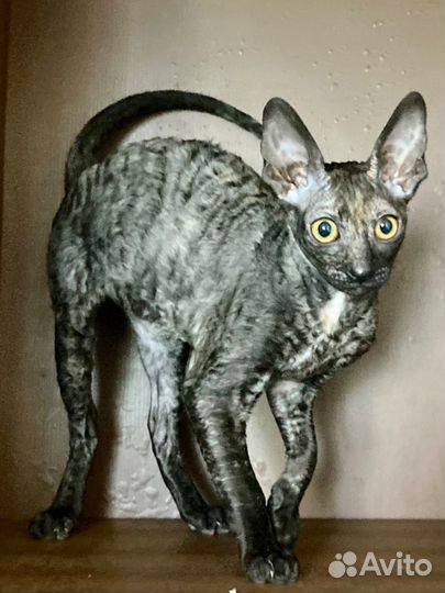 Корнуэльский рекс
