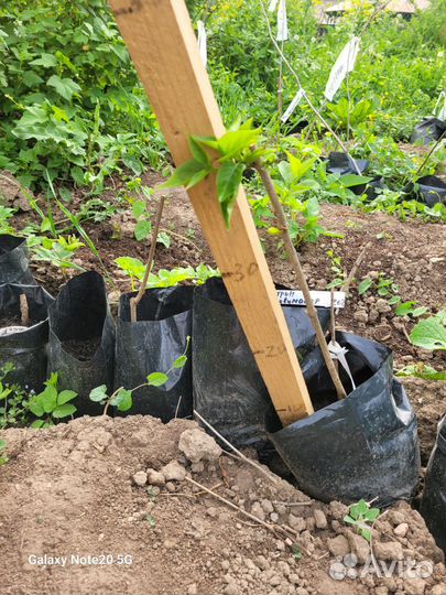 Принцесса Клементина сирень Корнесобственная, зкс